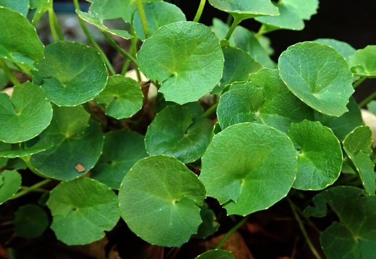 herb, for arthritis, gotu kola-4033469.jpg