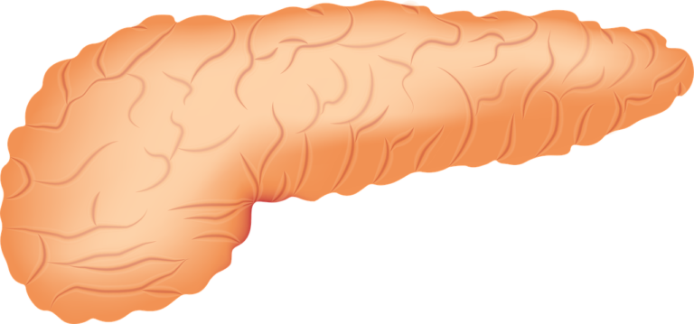 pancreas, organ, anatomy-2934621.jpg
